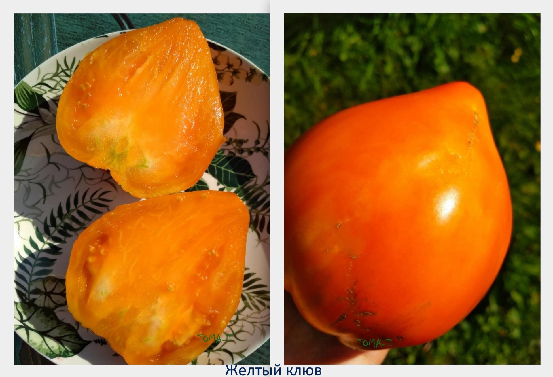 орлиный клюв томат отзывы фото достоинства недостатки